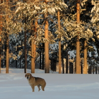 Встреча в парке
