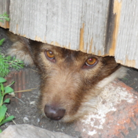 Не взяли гулять...