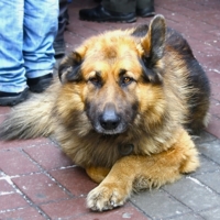 Вы тоже на митинг?