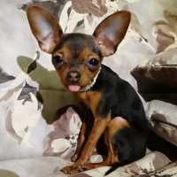 " - А вот вам всем!"