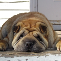 Налетела грусть