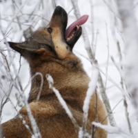 Белка, белка!!!