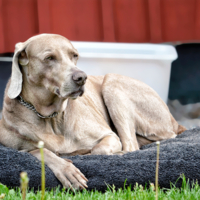 Уже философ