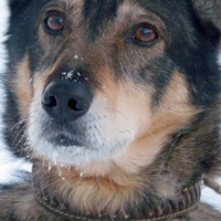 А там свобода...