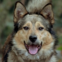 Преданность