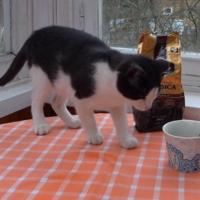 А где же Barista?