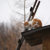 Котов заказывали...