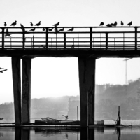 ПТИЧЬЯ  гавань