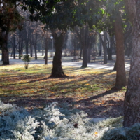 утренние тени в парке