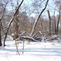 В заснеженном лесу