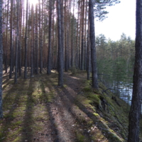 "В сосновом бору".