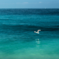 Альбатрос над гладью моря