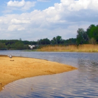 прилетали водицы напиться