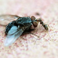 Вдруг какой-то муравей... 