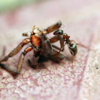 Позвольте полюбопытствовать!