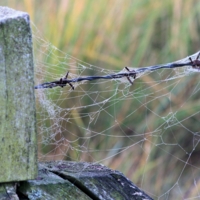 Здесь давно никто не ходит