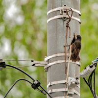 Скворчиная недвижимость....