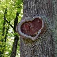 Старая рана