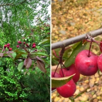 Весна и осень одной яблони