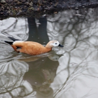 Наблюдатель