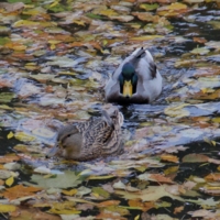 Поздняя любовь