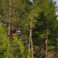 Только бы фоторужье