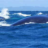 Китовый плюх
