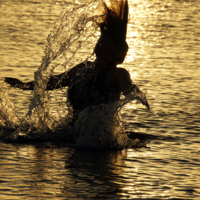 Чудище морское