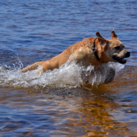 бегущий по воде