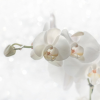Зимняя орхидея