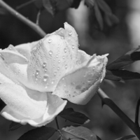 Сон белой розы