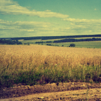 Про лето, пшеничное поле...