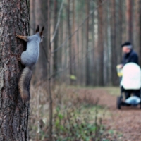 Ребята, орехи идут!