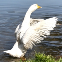 Утренняя гимнастика