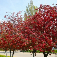 Лучше нету того цвету