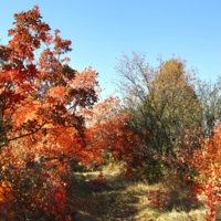 У октября богатая палитра