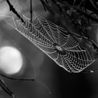 Лунная соната