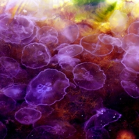 Царство веселых медуз