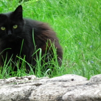 Чёрный кот - значит повезёт