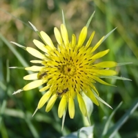 Звезда обетованная