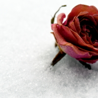 снежная роза