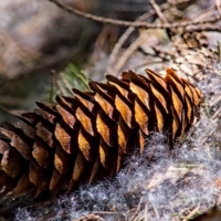 Шишка на тополином пуху