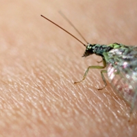 прилетела-села-тварь