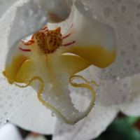 орхидня