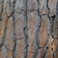 Кедровые тайны.