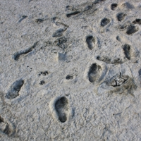 Следы активности былой