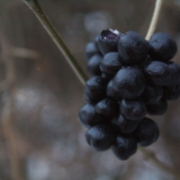 Зимний виноград