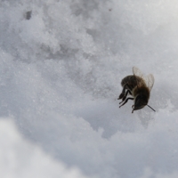 Пчёлка на снегу