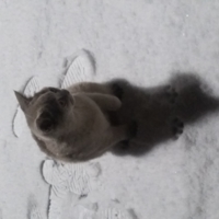 Пушистый комочек на снегу