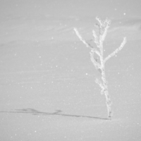 белое на белом